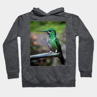 Green-crowned brilliant hummingbird Hoodie